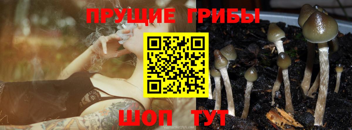 Соль-Илецк  что такое наркотик  Псилоцибиновые грибы MAGIC MUSHROOMS  Вход с VPN  Галлюциногенные грибы мухоморы 
